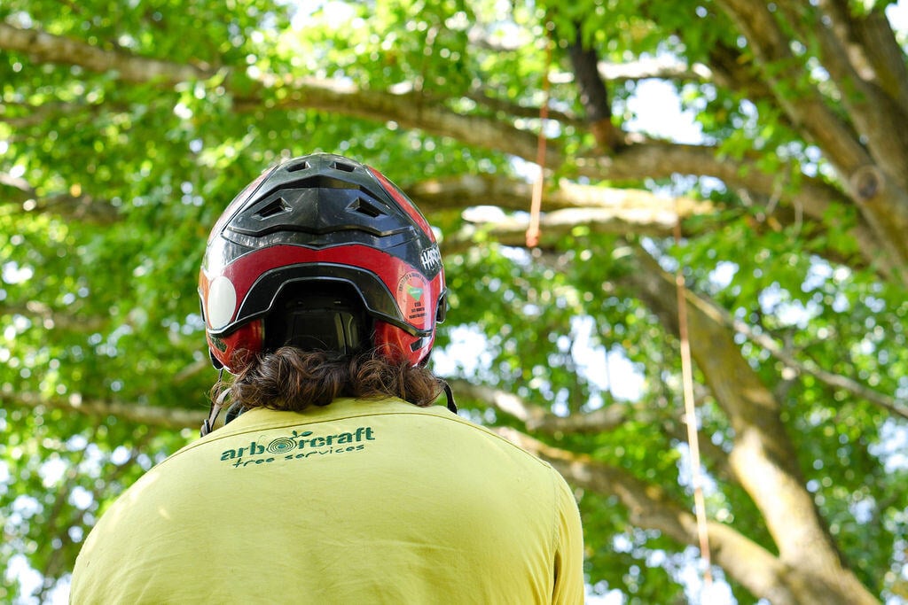 Arborcraft employee looking up at tree