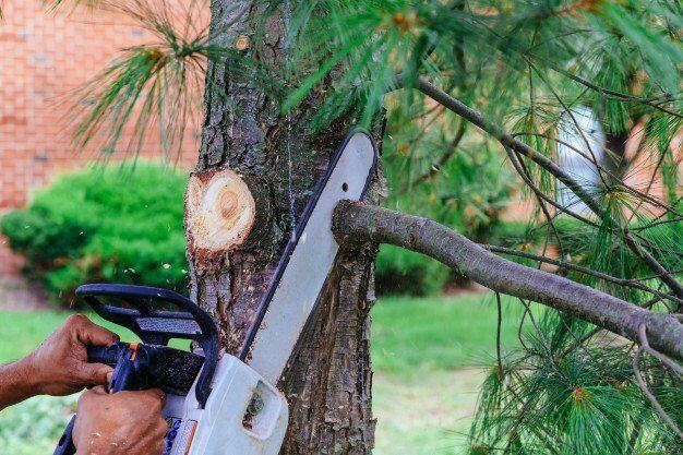 chainsaw moving through a branch