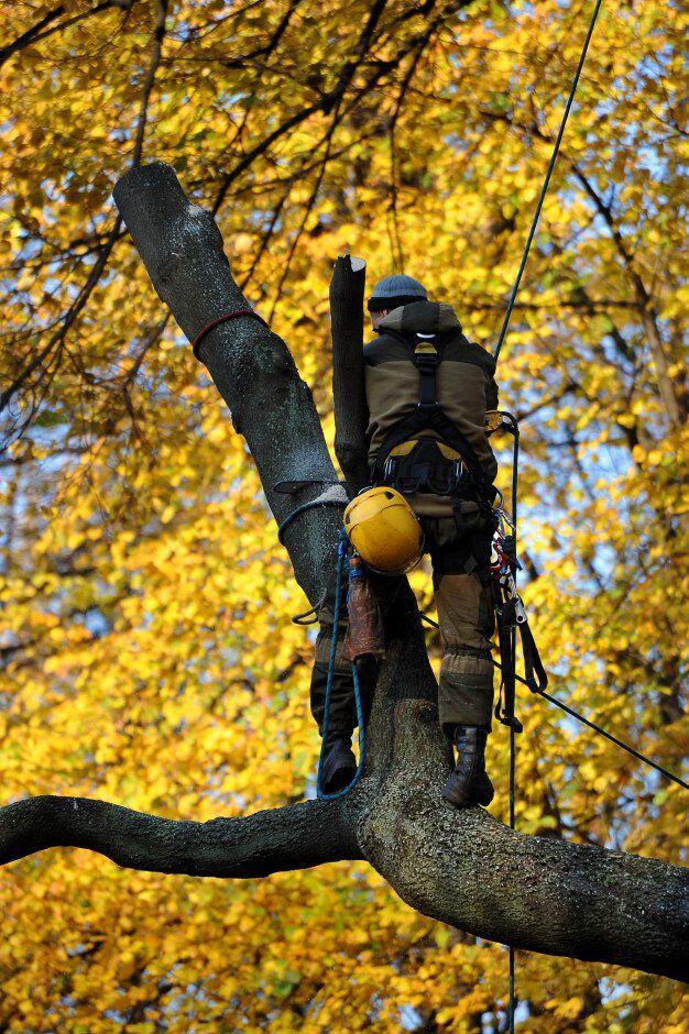 Arborist up a tree with yellow leaves