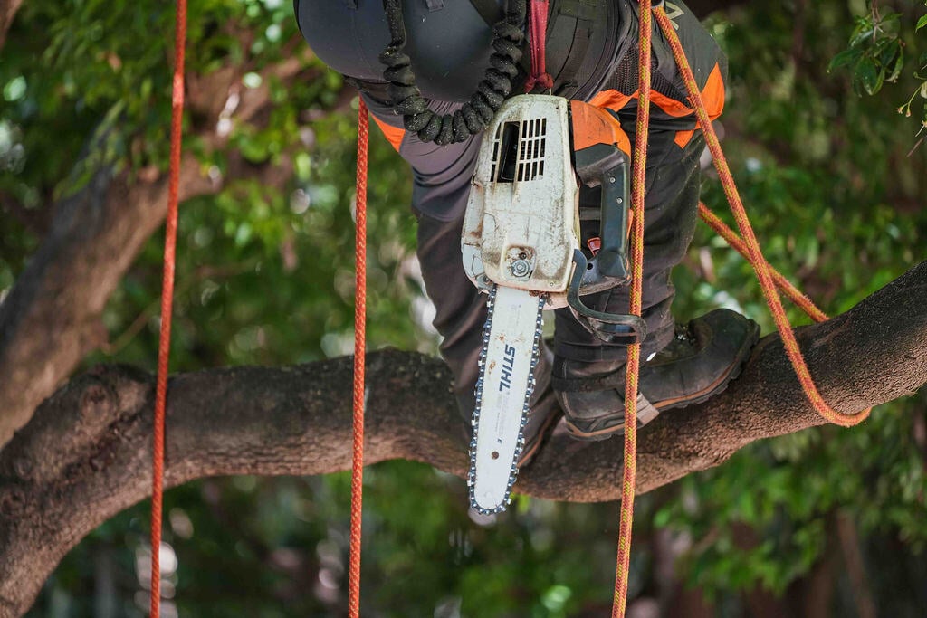 Arborists legs standing on a branch with chainsaw hanging down in safety position