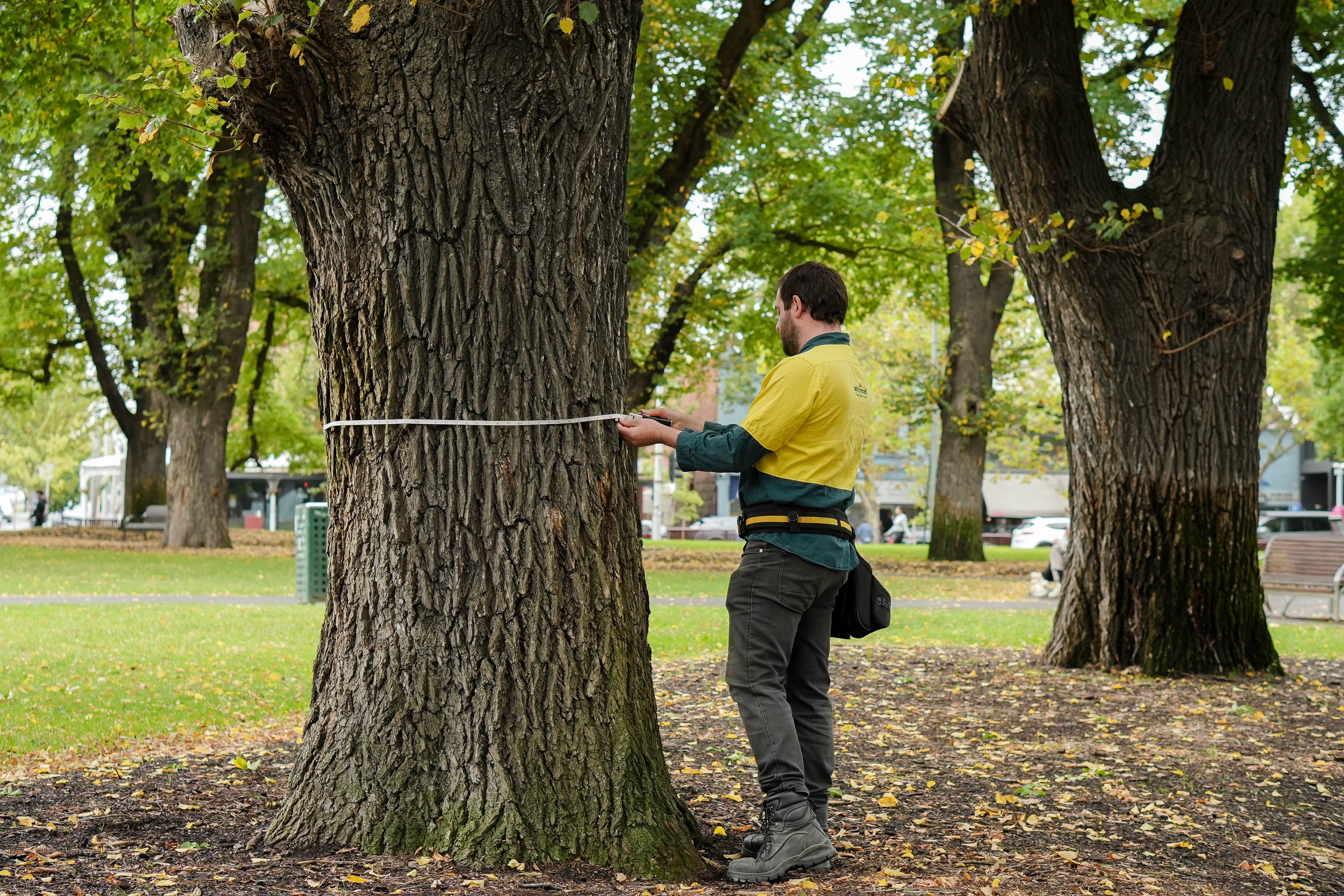 arborist measuring tree