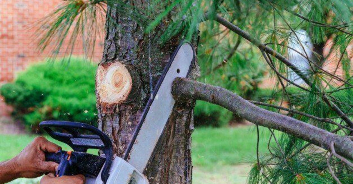 Chainsaw moving through a pine tree