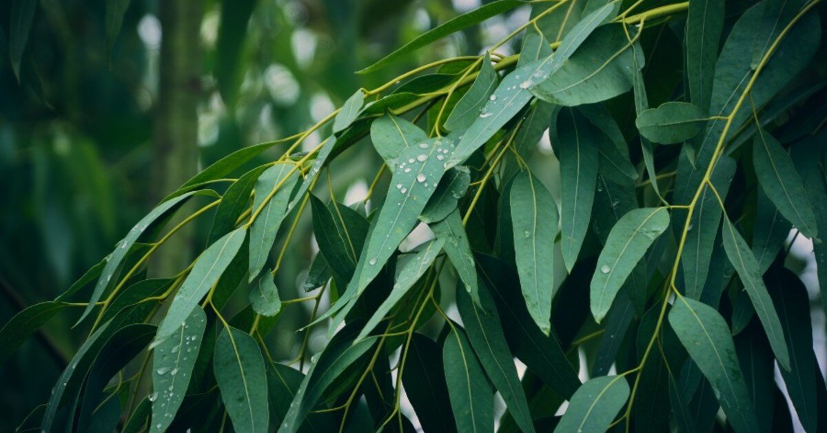 eucalyptus tree leaves