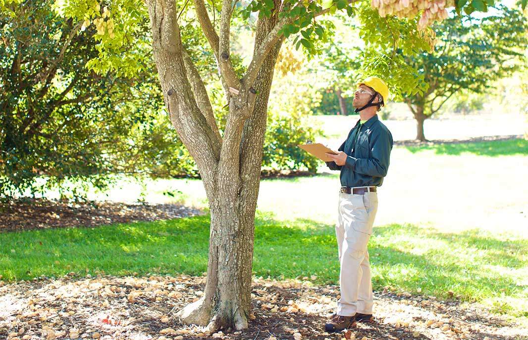 How does tree risk management work?