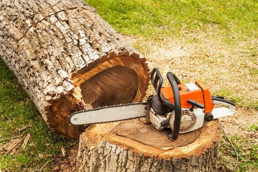 Tree stump removal: how to get rid of tree stumps