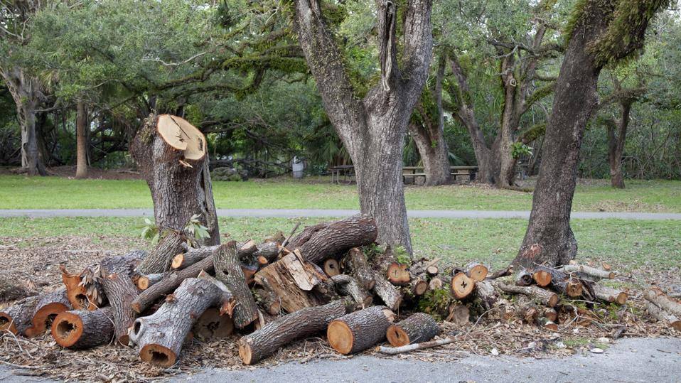 Tree management plans: keeping it healthy