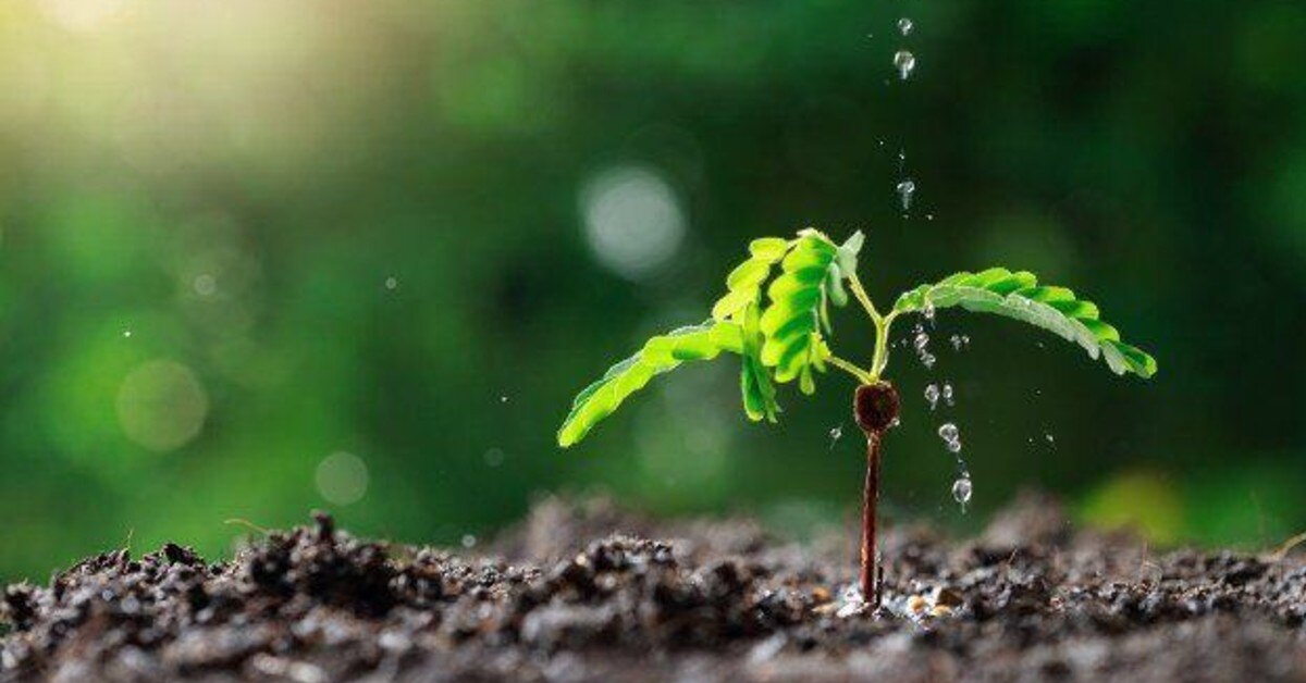 Reasons why soil management is important for trees