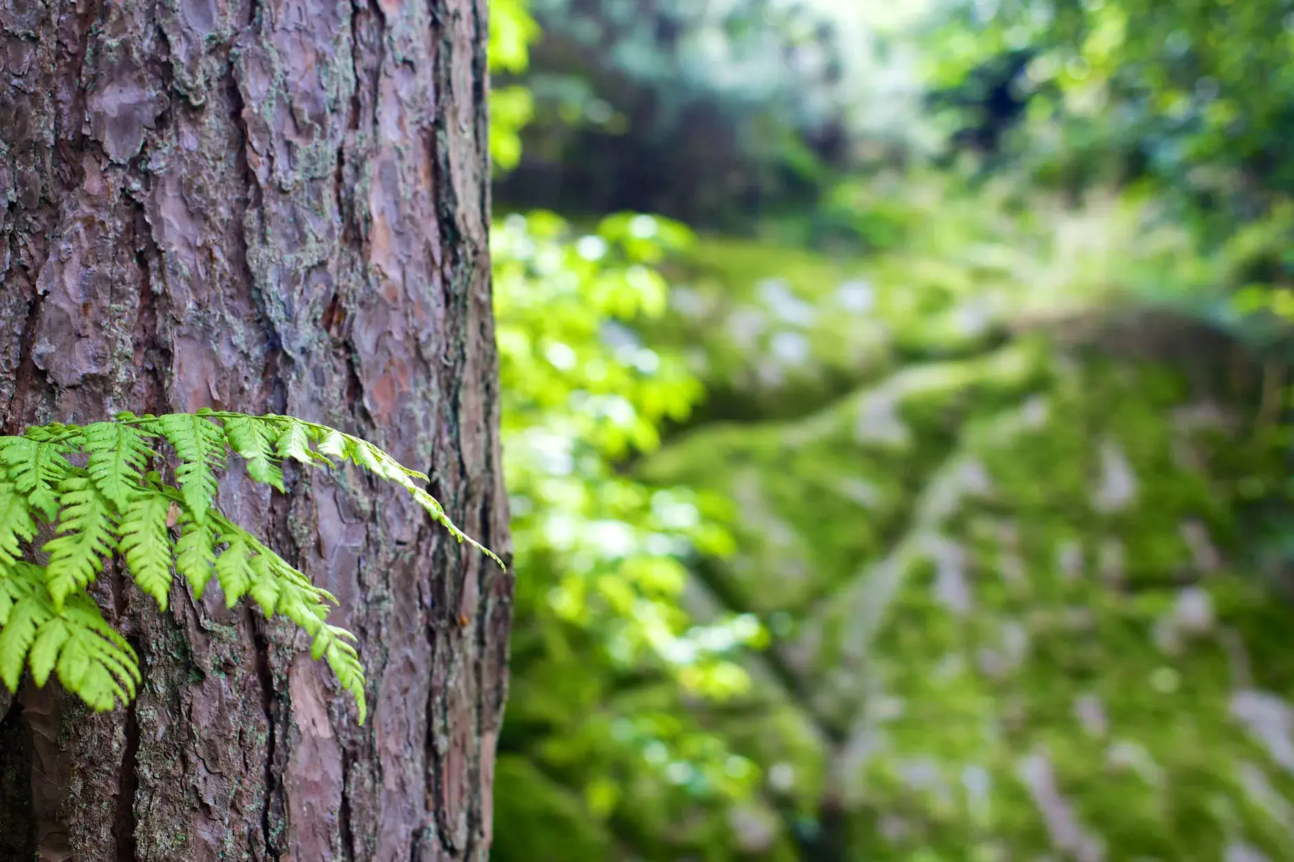 Sustainability in the tree industry